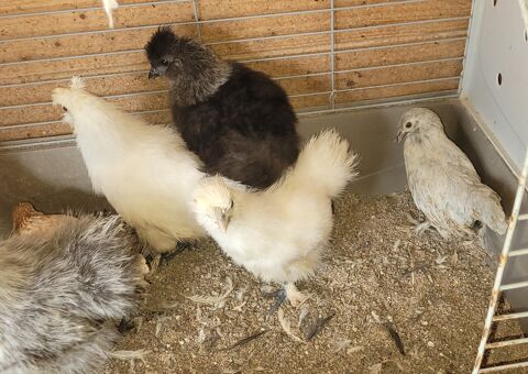 Poule soie 20 42240 Unieux