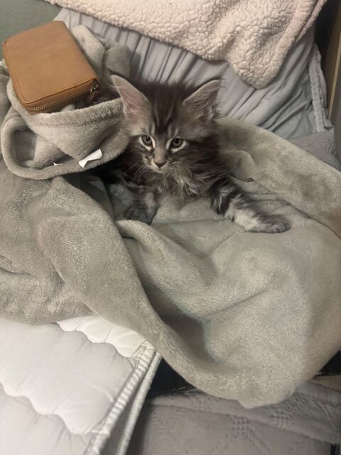 Magnifique Chatons  Maine coon 800 93000 Bobigny