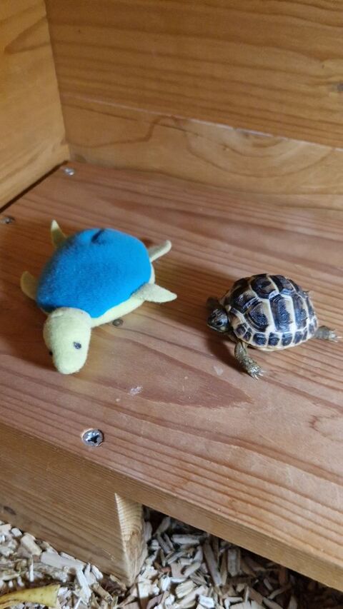 BB TORTUES 34570 Vailhauqus