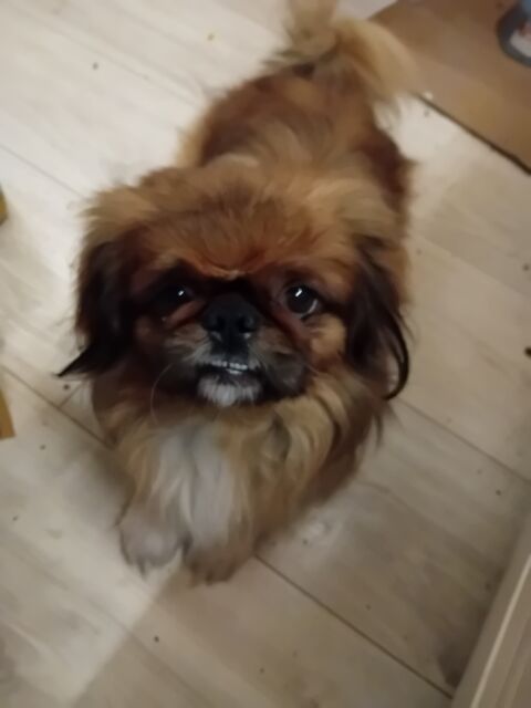 pekinois 700 06300 Nice
