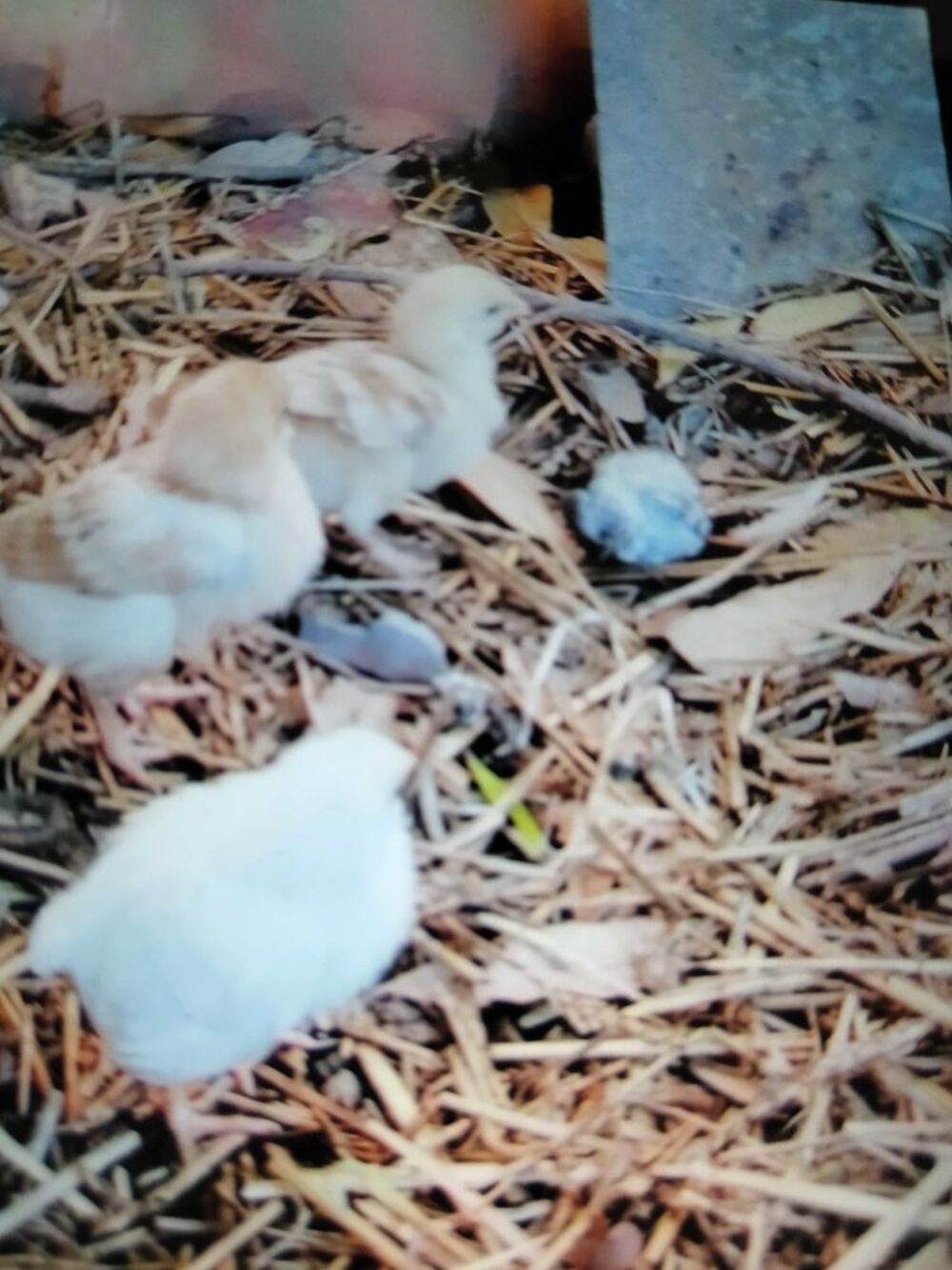   poussins 