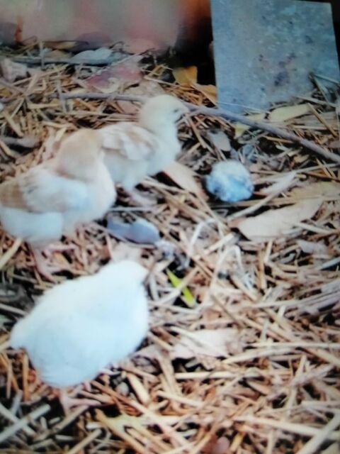 poussins 66500 Prades