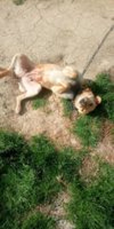   Donne contre Bon soin ma chienne  