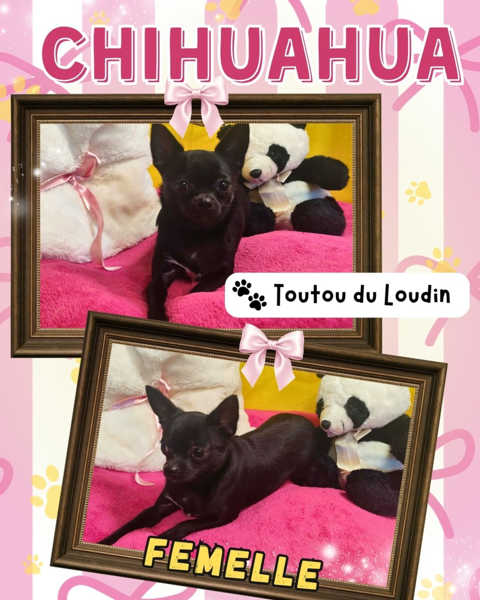 Chiot chihuahua femelle poils courts 650 18140 Pr�cy