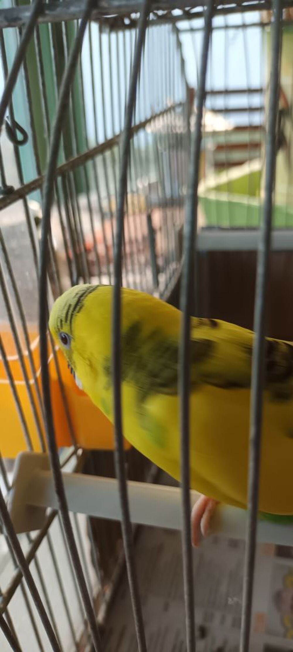   Perruche Ondulée mâle de couleur jaune et tachetée  