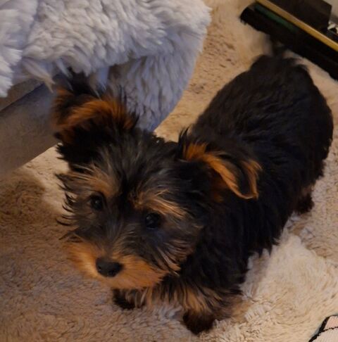  bébés  yorkchers BIEWER 1150 24110 Manzac-sur-vern