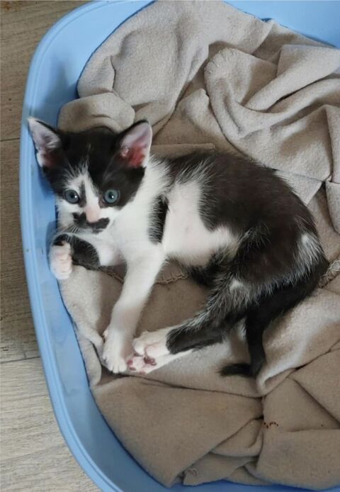 Altesse chatonne - Flers en Escrebieux 59 90 59500 Douai