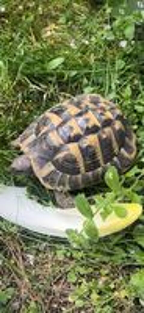   Avis de recherche tortue de terre MASSY 