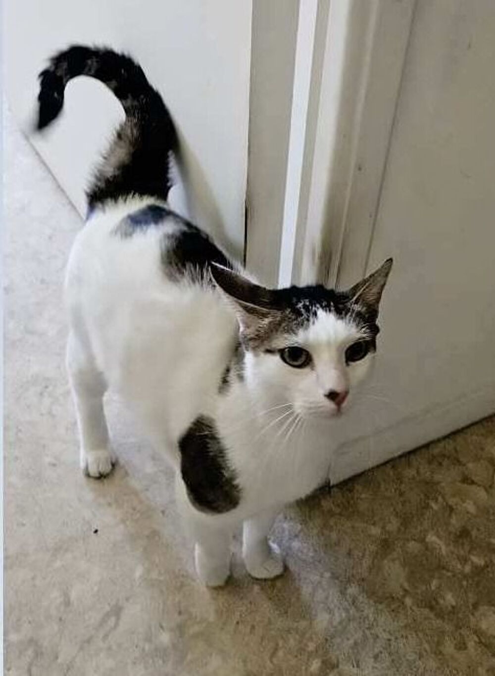   Chat POMPON à l adoption 