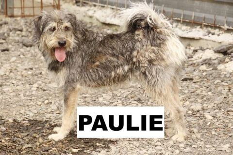 PAULIE SE TROUVE DANS UN REFUGE EN ROUMANIE URGENCE ADOPTION 0 75018 Paris