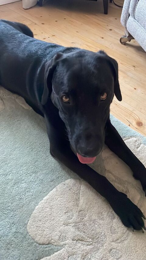 PRESTO croisé labrador/braque né 27/04/2019 100 17400 Saint-jean-d'angly