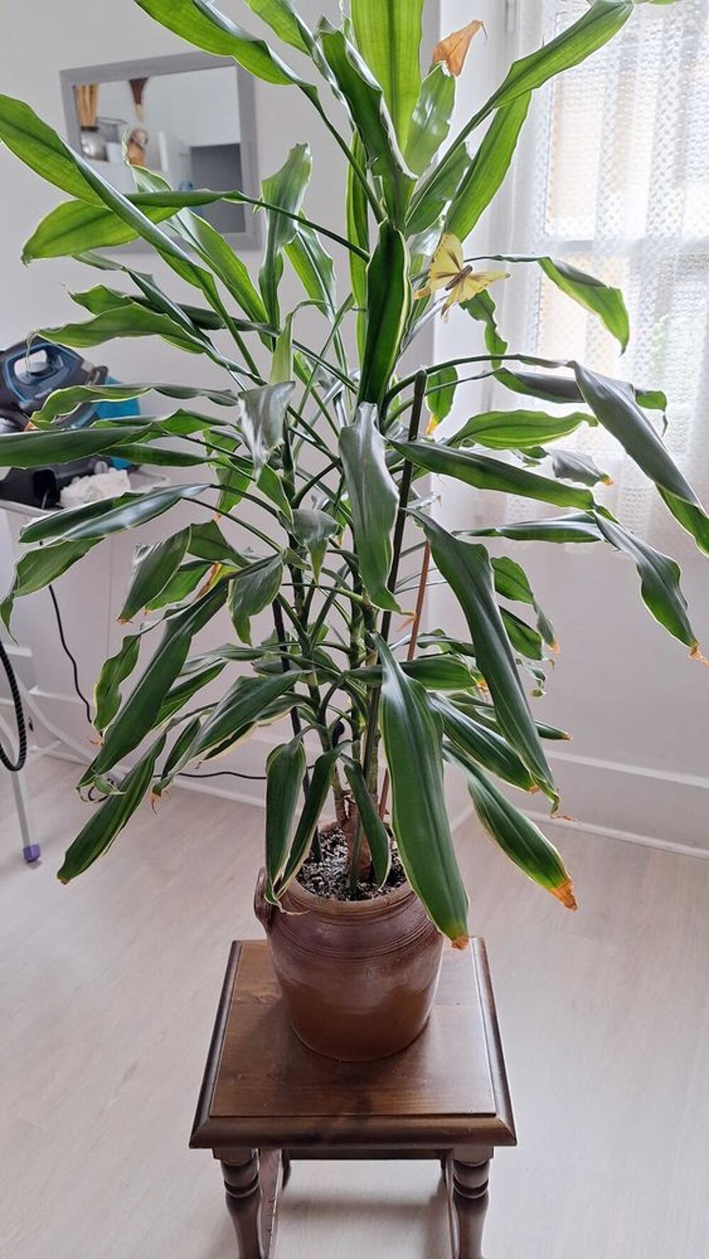 plante d'interieur Décoration