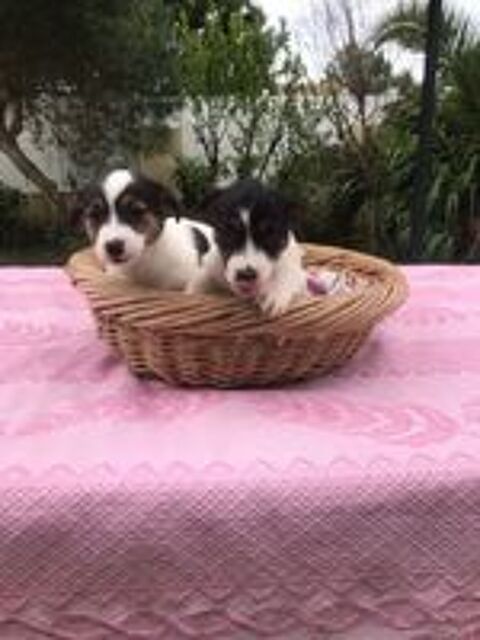   Chiots Jack Russel 