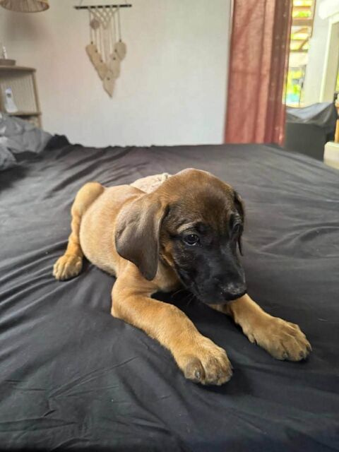 Banjo, notre tr&eacute;sor 300 70000 Andelarre