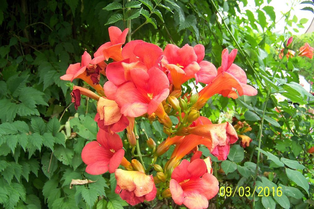 S&egrave;ve de bouleau , nombreuses plantes et arbuste de jardin. Jardin