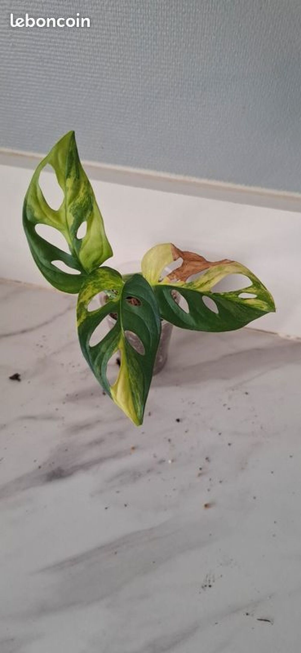 Monstera adansonii variegata aurea bouture 79 Décoration
