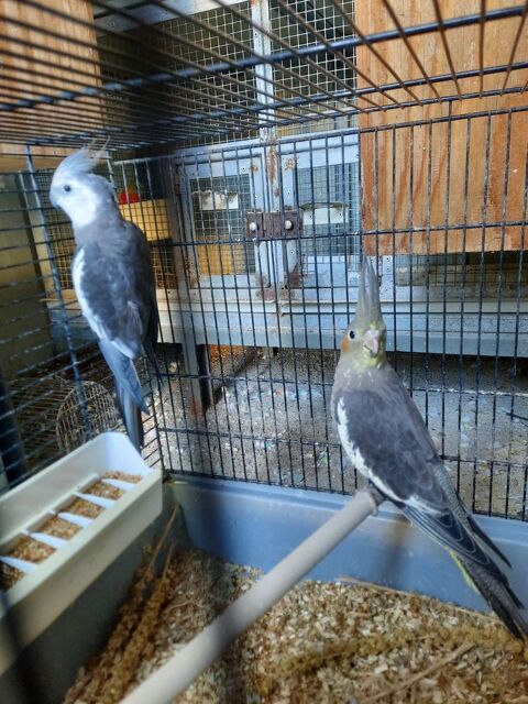 Couple de perruches calopsittes 40 44150 Ancenis