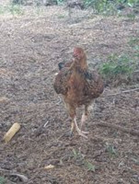   ? Superbe coq Brahma ? 4 mois ? Élevé en plein air 