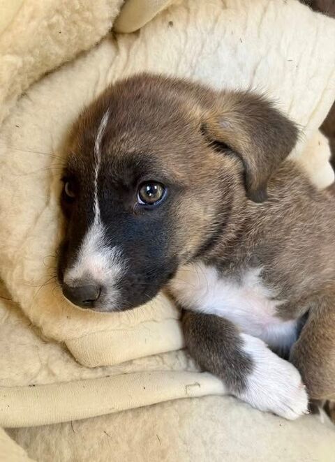 Chien ANGUN à l adoption 300 26400 Chabrillan