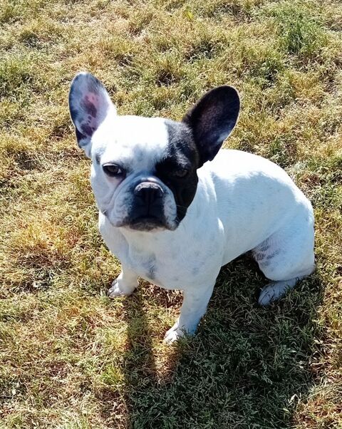 Bouledogue fran&ccedil;ais exotique 600 18370 Beddes
