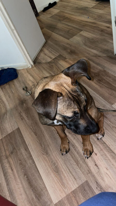 Bonjour je cherche une personne ou une famille s&eacute;rieuse 0 77127 Lieusaint