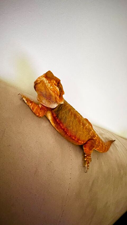 Pogona vitticeps red leatherback 250 77320 La fert�-gaucher