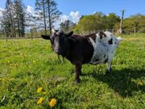   Un duo proche de l'humain Fleur et Cliff 