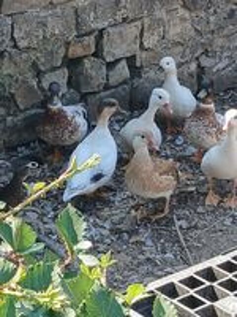   Canard mandarin  