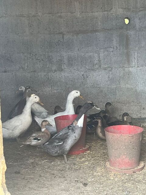 Canards 10 49450 Saint-macaire-en-mauges