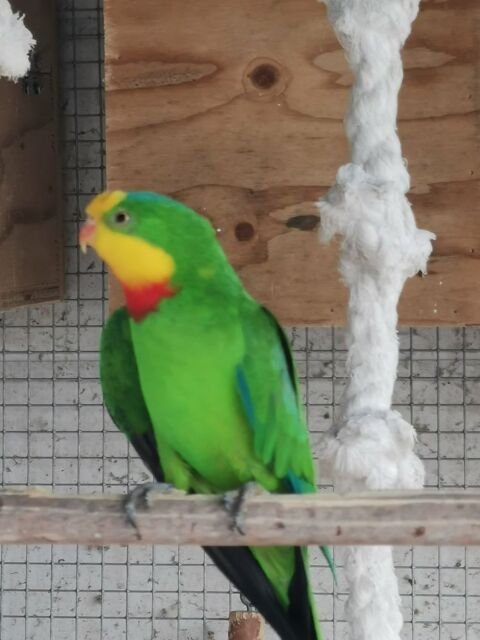 grande perruche 100 59330 Saint-remy-du-nord