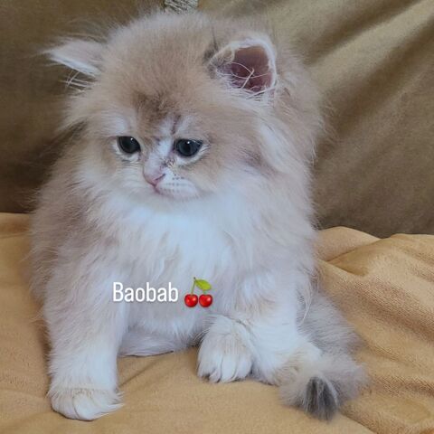 British Longhair disponible  1400 13014 Marseille