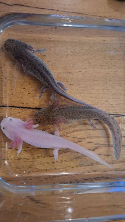 AXOLOTLS 10 44550 Montoir-de-bretagne