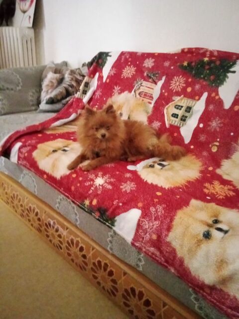 Spitz 750 77000 Melun