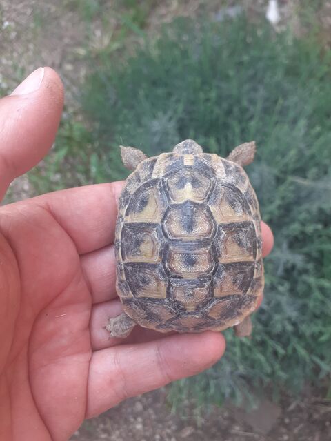 Tortue hermann femelle de 4 ans 100 84270 Vedne