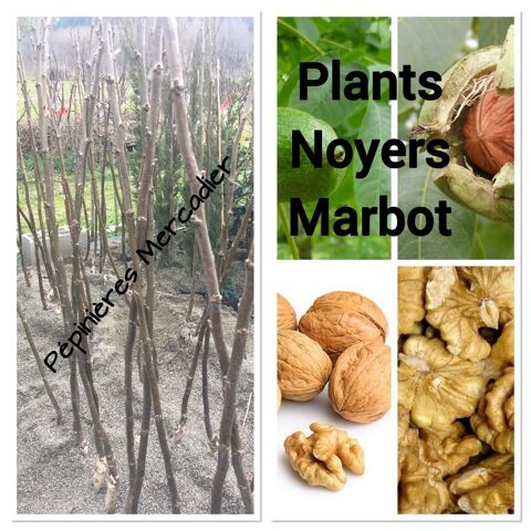 Plants Noyers Marbot de 2 ans : 1,5 à 2,00 m de haut 35 Saint-André-de-Najac (12)