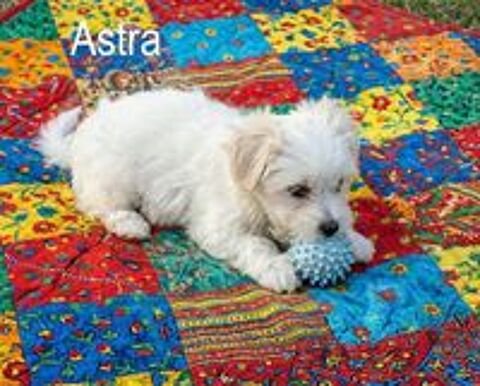   Chiots Coton de Tuléar NON LOF 