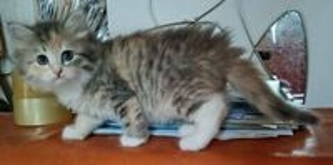   Chatons femelles Sibériennes LOOF 