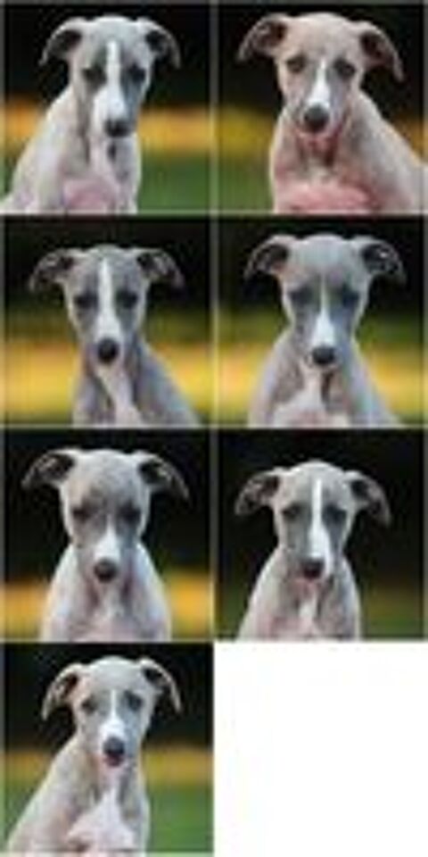   Magnifique chiots Whippet 
