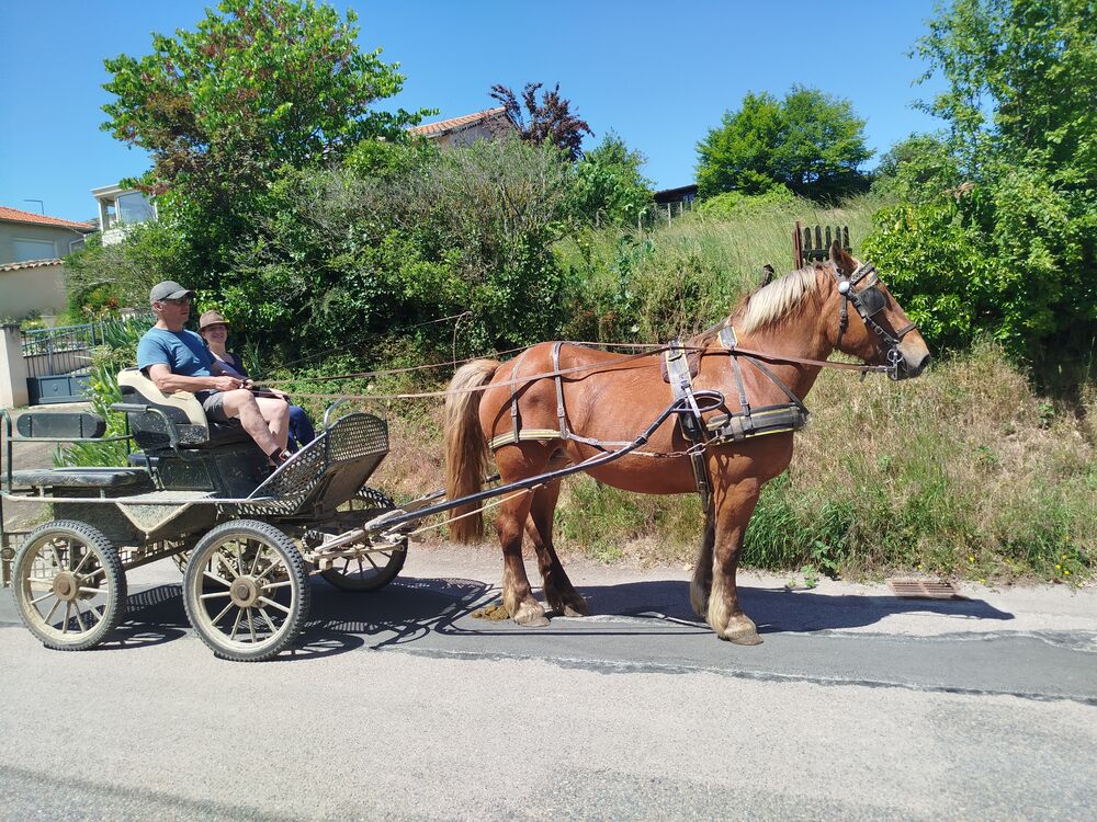   Margot, jument Trait Comtois de 4 ans 