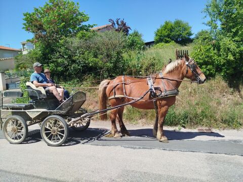 Margot, jument Trait Comtois de 4 ans 5700 42260 Souternon