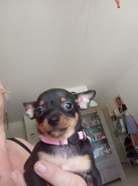 Chihuahua bb 500 34500 Béziers