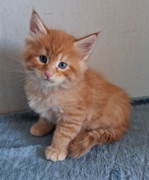 CHATONS MAINE COONS MALES ET FEMELLES 1400 38530 Pontcharra