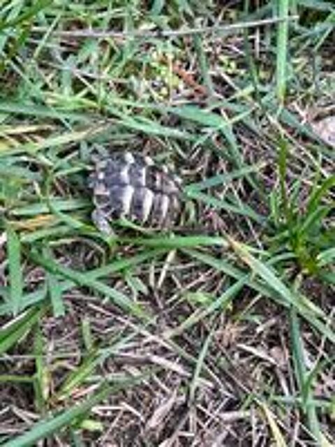   BB tortue  
