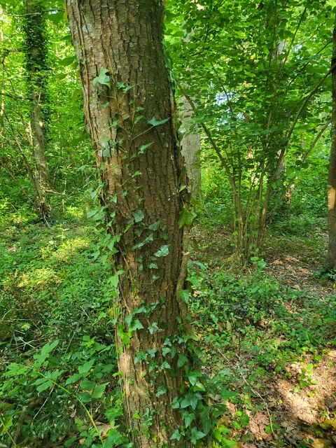 quelques arbres sur pieds 0 44120 Vertou