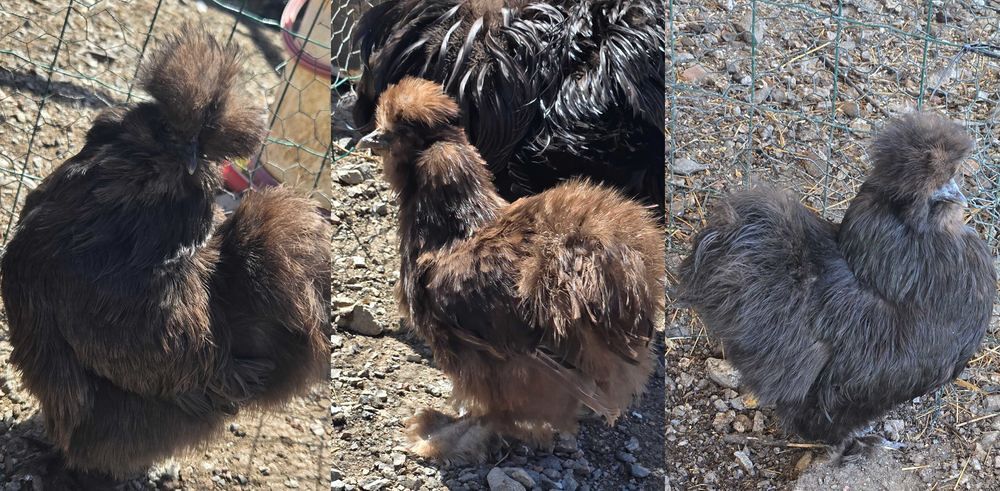   2 poules silkie 