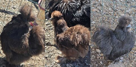 2 poules silkie 60 71360 Épinac