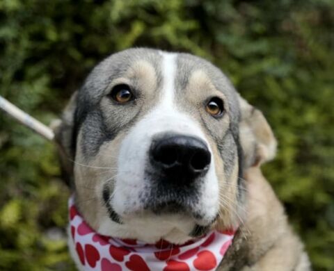 KEYLA 320 27620 Gasny