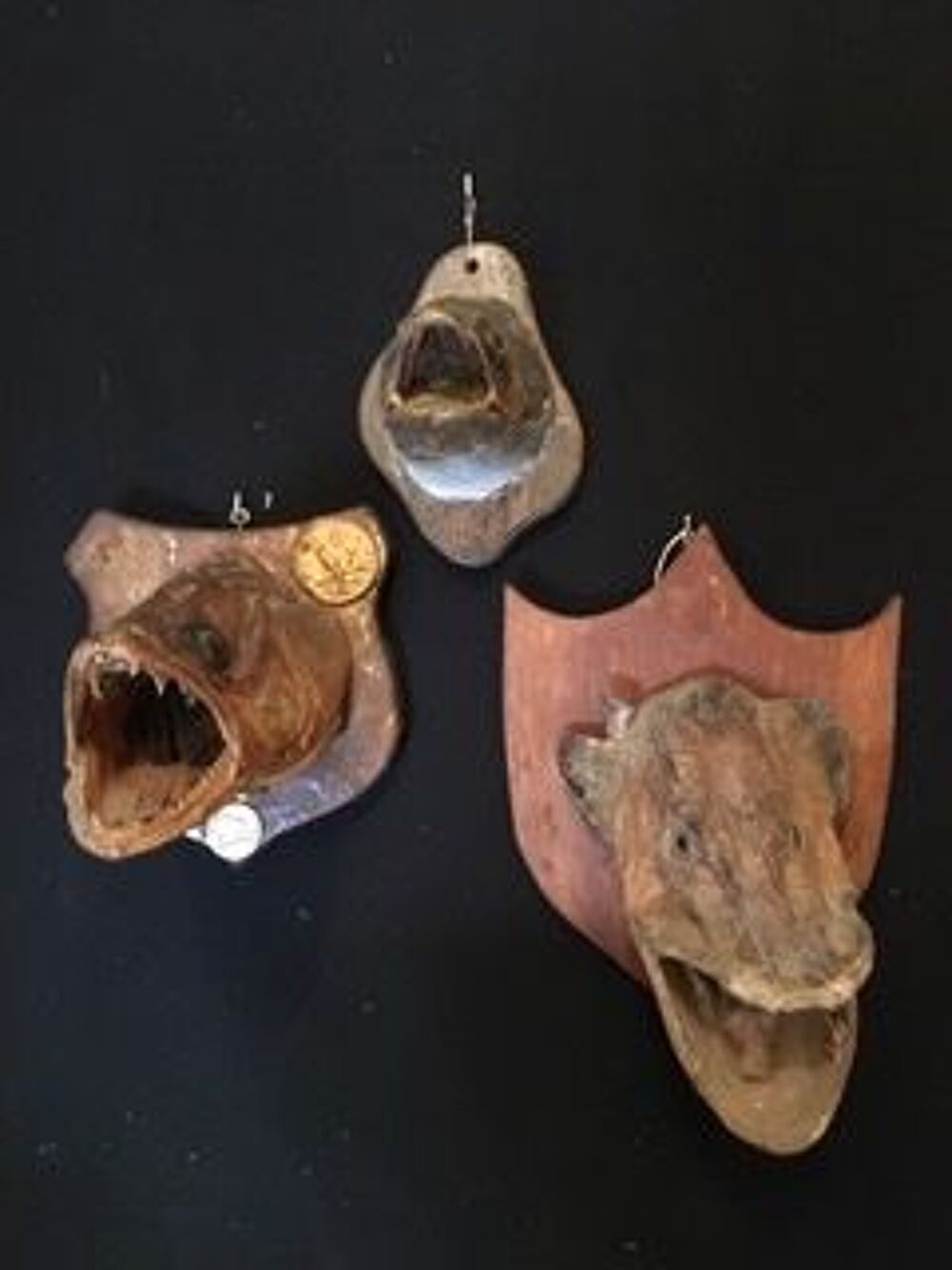 Lot Troph&eacute;es de p&ecirc;che sur &eacute;cusson en bois Décoration