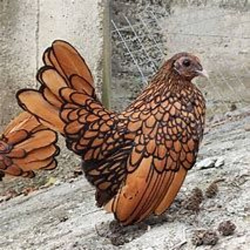   Oeuf fécondé, poussin, poule, coq Sebright 