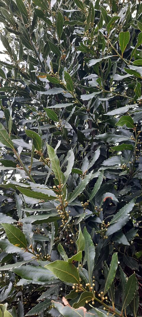 Laurier sauce bio 2 Hlesmes (59)